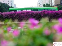 杜鹃盛放 航拍广州高架桥“紫红花道”