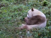 全球现存唯一棕色大熊猫：每天吃40公斤竹子
