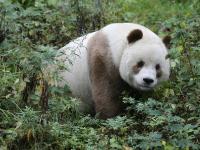 全球现存唯一棕色大熊猫：每天吃40公斤竹子