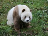 全球现存唯一棕色大熊猫：每天吃40公斤竹子