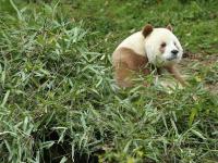 全球现存唯一棕色大熊猫：每天吃40公斤竹子