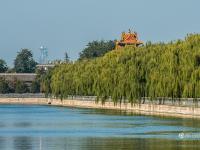 北京雾霾散去 黄叶映红墙开启最美秋景