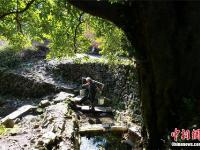 湖北现千年金丝楠木 树下泉水长流