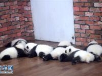 走进成都