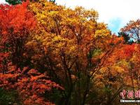 四川黑水满山红叶 犹如天然彩色画卷