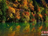 四川黑水满山红叶 犹如天然彩色画卷