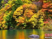 四川黑水满山红叶 犹如天然彩色画卷