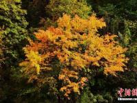 四川黑水满山红叶 犹如天然彩色画卷