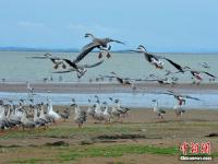 组图：大批候鸟飞抵鄱阳湖越冬 场面壮观