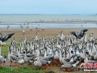 组图：大批候鸟飞抵鄱阳湖越冬 场面壮观
