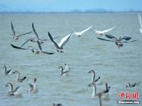 组图：大批候鸟飞抵鄱阳湖越冬 场面壮观