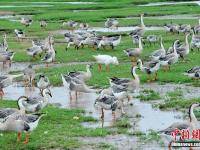 组图：大批候鸟飞抵鄱阳湖越冬 场面壮观