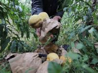 湖北枣阳阴雨连绵 15万斤冬桃滞留卖不掉