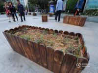 南宁数十花盆占道整治广场舞 如今植物枯死