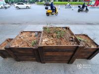 南宁数十花盆占道整治广场舞 如今植物枯死