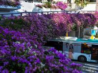 深圳最美停车场 粉红簕杜鹃妆点如“花样邮轮”
