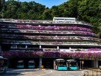 深圳最美停车场 粉红簕杜鹃妆点如“花样邮轮”