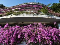 深圳最美停车场 粉红簕杜鹃妆点如“花样邮轮”