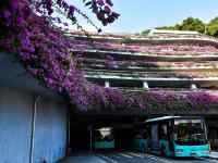 深圳最美停车场 粉红簕杜鹃妆点如“花样邮轮”