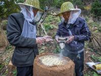 北京土蜂蜜 每公斤四百元仍供不应求