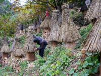 北京土蜂蜜 每公斤四百元仍供不应求