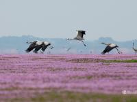 鄱阳湖变大草场 渔民搭桥收过路钱