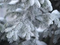 黑龙江牡丹江市现雾凇美景 冰天雪地美如画