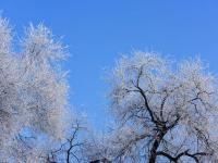 黑龙江牡丹江市现雾凇美景 冰天雪地美如画