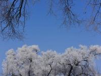 黑龙江牡丹江市现雾凇美景 冰天雪地美如画