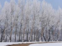 黑龙江牡丹江市现雾凇美景 冰天雪地美如画