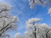 黑龙江牡丹江市现雾凇美景 冰天雪地美如画