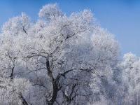 黑龙江牡丹江市现雾凇美景 冰天雪地美如画