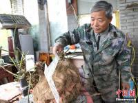 河南老人种出“巨无霸”红薯 最大的重24.8斤