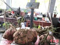 河南老人种出“巨无霸”红薯 最大的重24.8斤