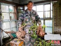 河南老人种出“巨无霸”红薯 最大的重24.8斤