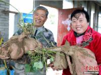 河南老人种出“巨无霸”红薯 最大的重24.8斤
