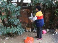 安徽一老人义务劳动11年 换剩饭喂流浪猫狗