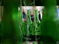 600个啤酒瓶组成的圣诞树亮相湖南 高达4米