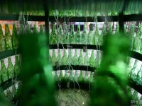 600个啤酒瓶组成的圣诞树亮相湖南 高达4米