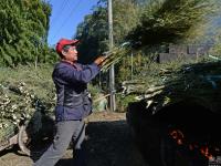 农村留守老人组团砍竹枝 三元一捆赚零花钱
