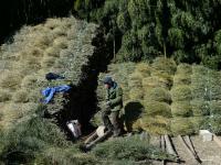 农村留守老人组团砍竹枝 三元一捆赚零花钱