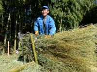 农村留守老人组团砍竹枝 三元一捆赚零花钱