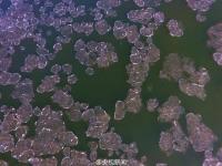 黄河河曲段两岸开始结冰 河道现大面积流凌