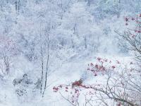 青岛崂山迎来冬景观赏季 现雾凇云海冰挂