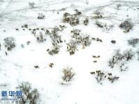 内蒙古雪域草原赛骆驼 牧民着民族盛装