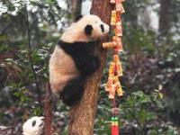 8只熊猫宝宝滚滚拜年 卖萌贺新春