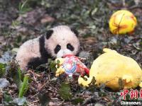8只熊猫宝宝滚滚拜年 卖萌贺新春