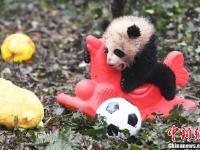 8只熊猫宝宝滚滚拜年 卖萌贺新春