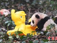 8只熊猫宝宝滚滚拜年 卖萌贺新春
