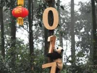 8只熊猫宝宝滚滚拜年 卖萌贺新春